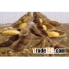Soybean Extract Isoflavones 10%,40%,60%