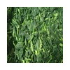 Frozen spinach(IQF)