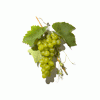 White Grape Juice Concentrate