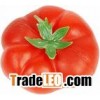 Tomato Paste