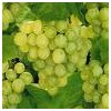 White Grape juice Concentrate\Juice
