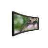 Curved Fixed Frame Projection Screen