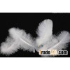 Goose Feather