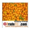 shatang orange