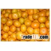 baby mandarin