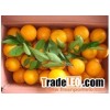 navel orange