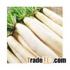 fresh white radish