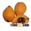 loquat