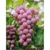 Grape Seed P.E.