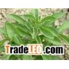 stevia