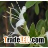 Chlorogenic acid