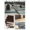 exported brown/black film faced plywood