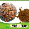 High Purity Saw Palmetto Extract For Hair Loss