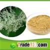 New arrival Polygonum cuspidatum root extract