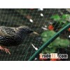 Anti-bird Nets