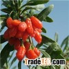 Qinghai Organic GOJI