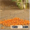 Orange Masterbatch