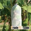 Banana Growing Bags