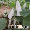 Fruit Growing Bags