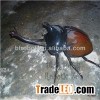 Animatronic Insects Outdoor