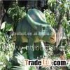 Outdoor Playground Simulation Dinosaurs