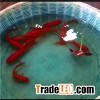 Waterproofing Materials, Coatings