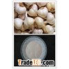spray dried garlic powder