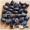 Mucuna Pruriens Extract