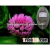 Red Clover Extract