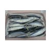 Frozen Mackerel