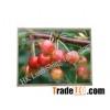 Sell 5.3" TFT LCD Panel