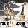 EMU MEAT