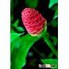 Kingherbs offer China Zerumbone