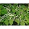 Kingherbs offer China Resveratrol