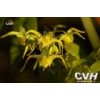 Epimedium P.E.