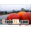 blood orange anthocyanins