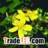 St.John's Wort PE
