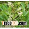 Neem