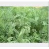 Plant Extract