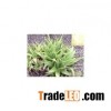 Aloe Vera Extract