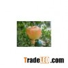Pomegranate Extract