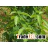 herb extract