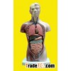 anatomical model