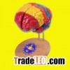 Brain Model, Brain Anatomical Model (KAP-MJ-084)