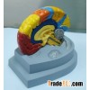 Brain model