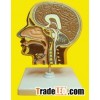 Brain anatomical models