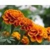 Marigold Extract