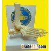 Anatomical model, foot bone model