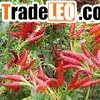 Capsaicin(sales22 at lgberry dot com dot cn )