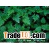 3,4 - divanillyltetrahydrofuran(sales22 at lgberry dot com d